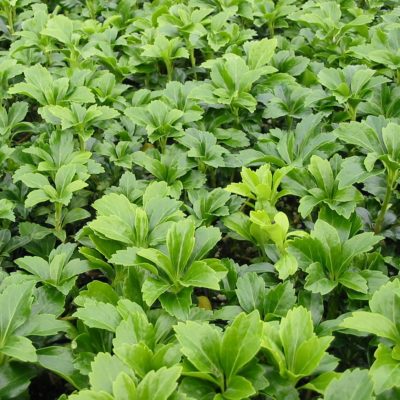 Pachysandra terminalis 'Green Sheen' - Japanese Spurge (3.5" Pot)