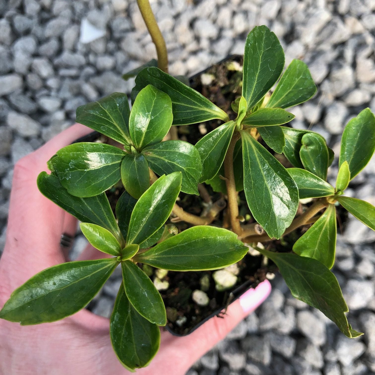 Pachysandra terminalis 'Green Sheen' - Japanese Spurge (3.5" Pot) - Image 3
