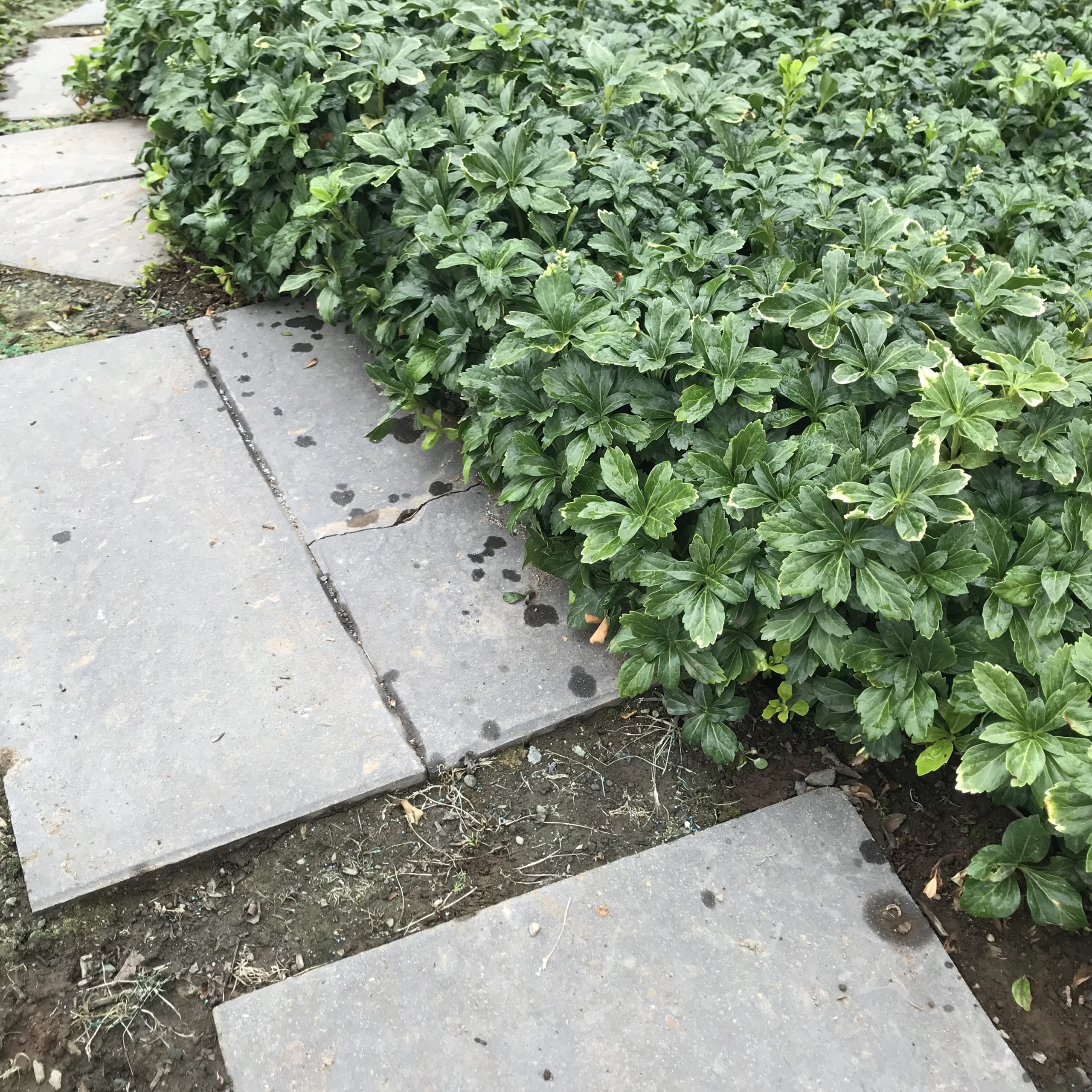 Pachysandra terminalis 'Green Sheen' - Japanese Spurge (3.5" Pot) - Image 2