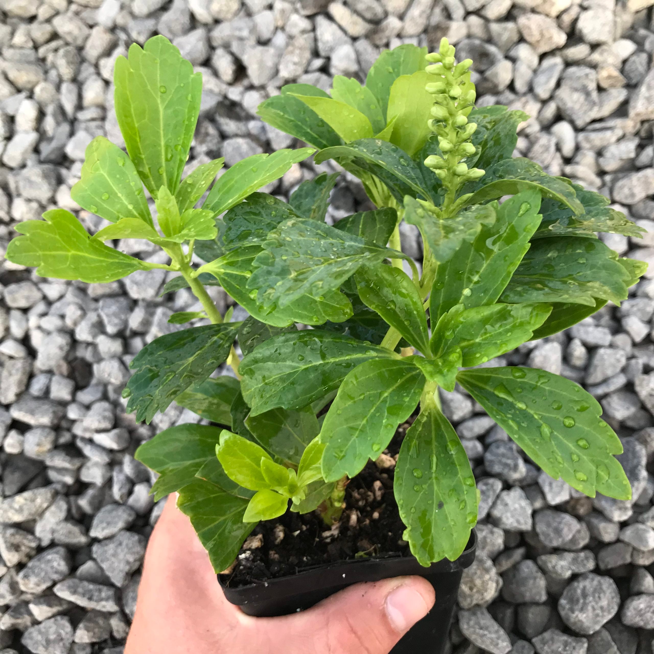 Pachysandra terminalis - Japanese Spurge (3.5" Pot) - Image 6