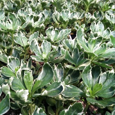 Pachysandra terminalis 'Silver Edge' - Japanese Spurge (3.5" Pot)