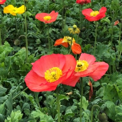 Papaver F1 'Champagne Bubbles Mix' - Iceland Poppy (4" Pot)