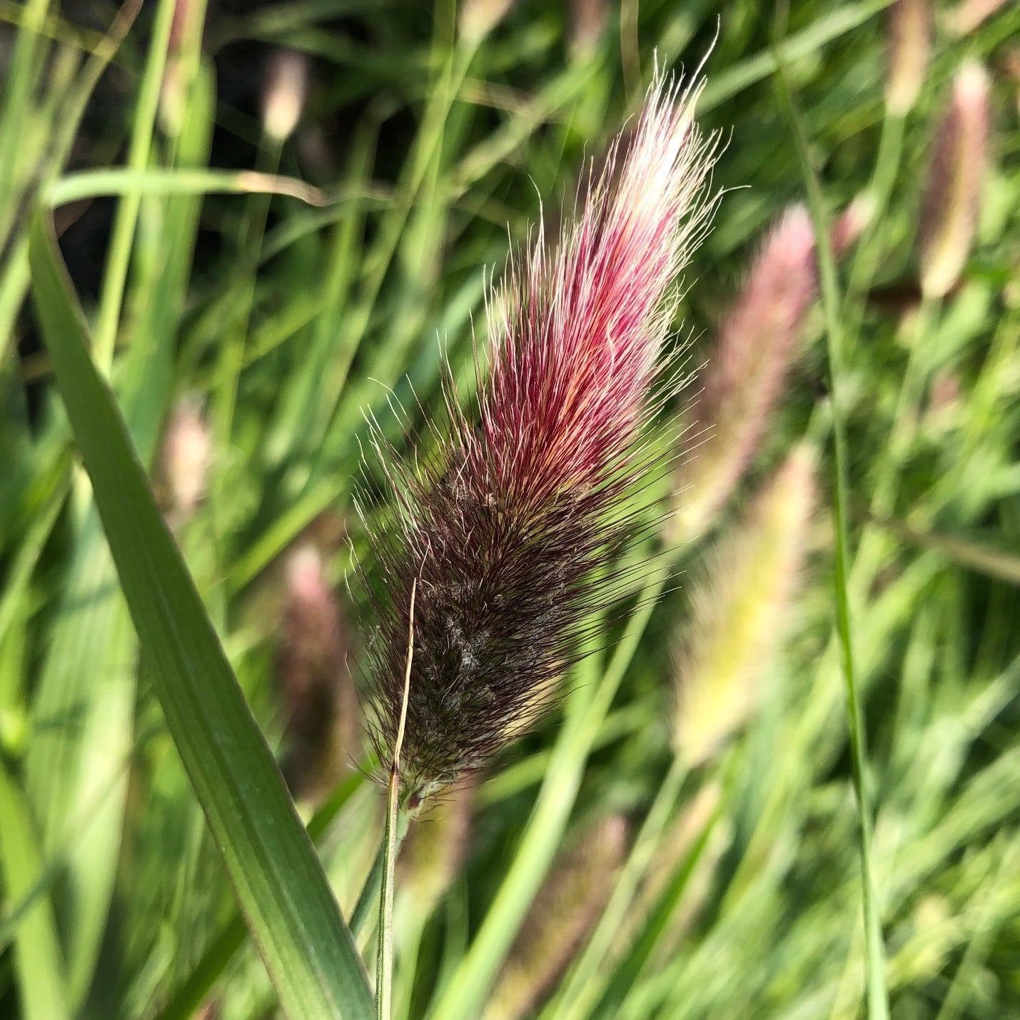 Pennisetum messiacum - Fountain Grass (5.5" Pot)