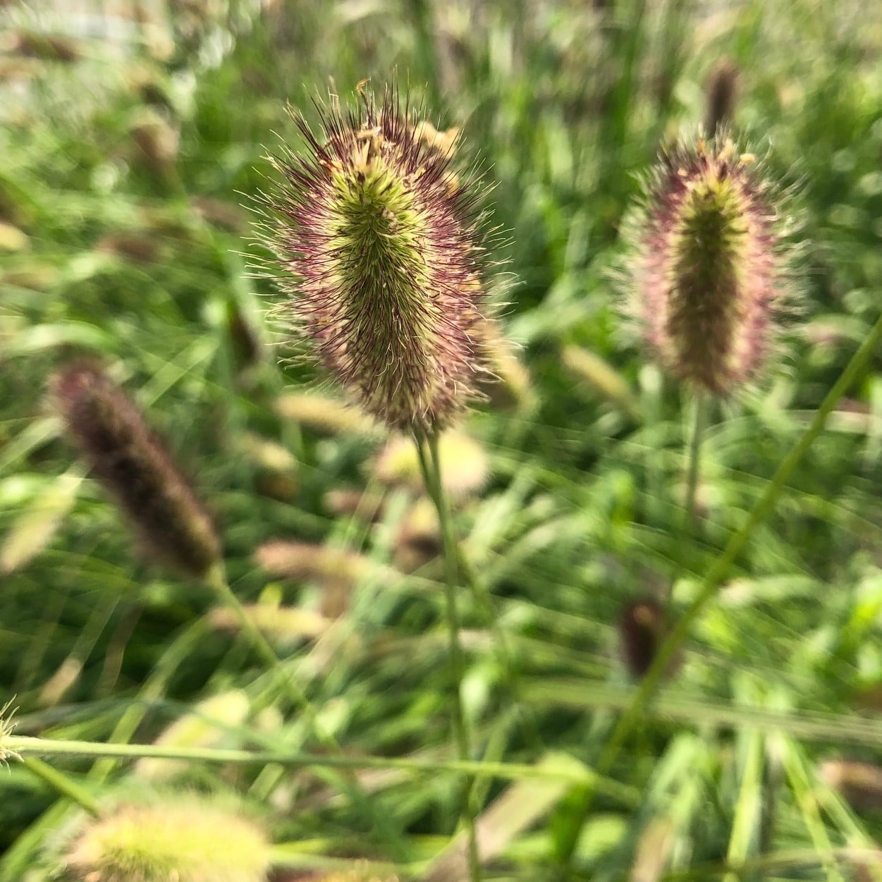 Pennisetum messiacum - Fountain Grass (5.5" Pot) - Image 2