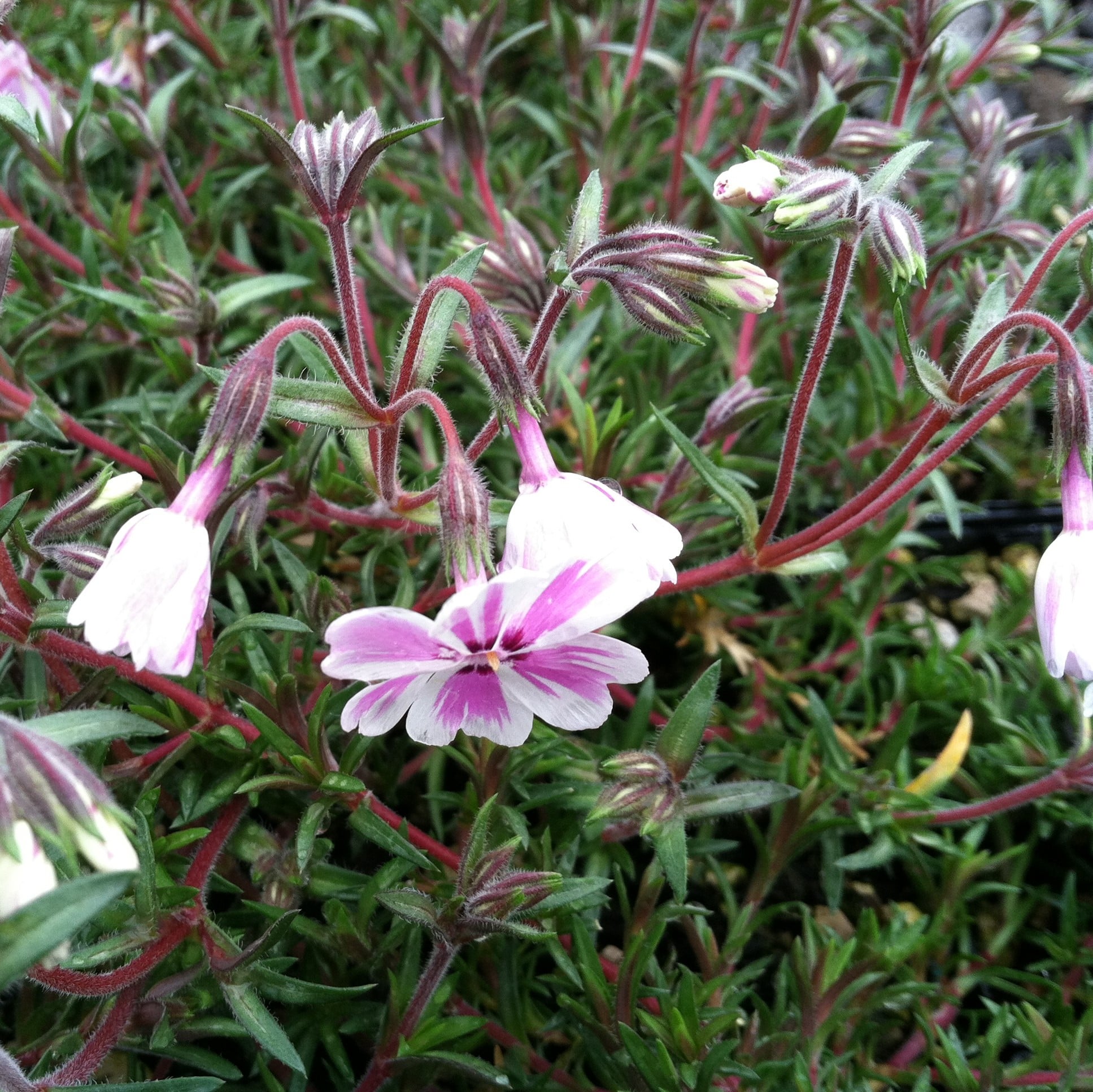 Phlox subulata 'Candy Stripe' - Creeping Phlox (4" Pot) - Image 6