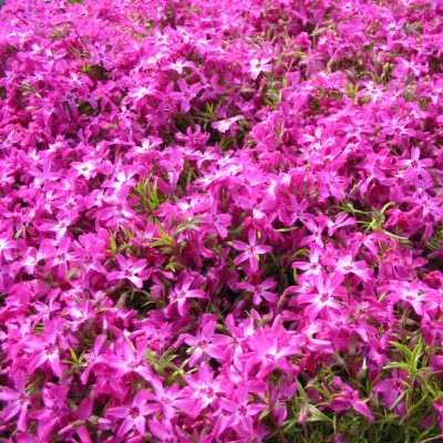 Phlox subulata 'Crimson Beauty' - Creeping Phlox (4" Pot)