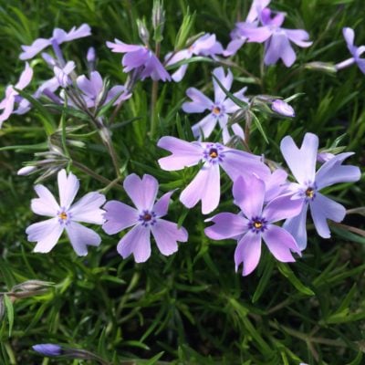 Phlox subulata 'Emerald Blue' - Creeping Phlox (4" Pot)