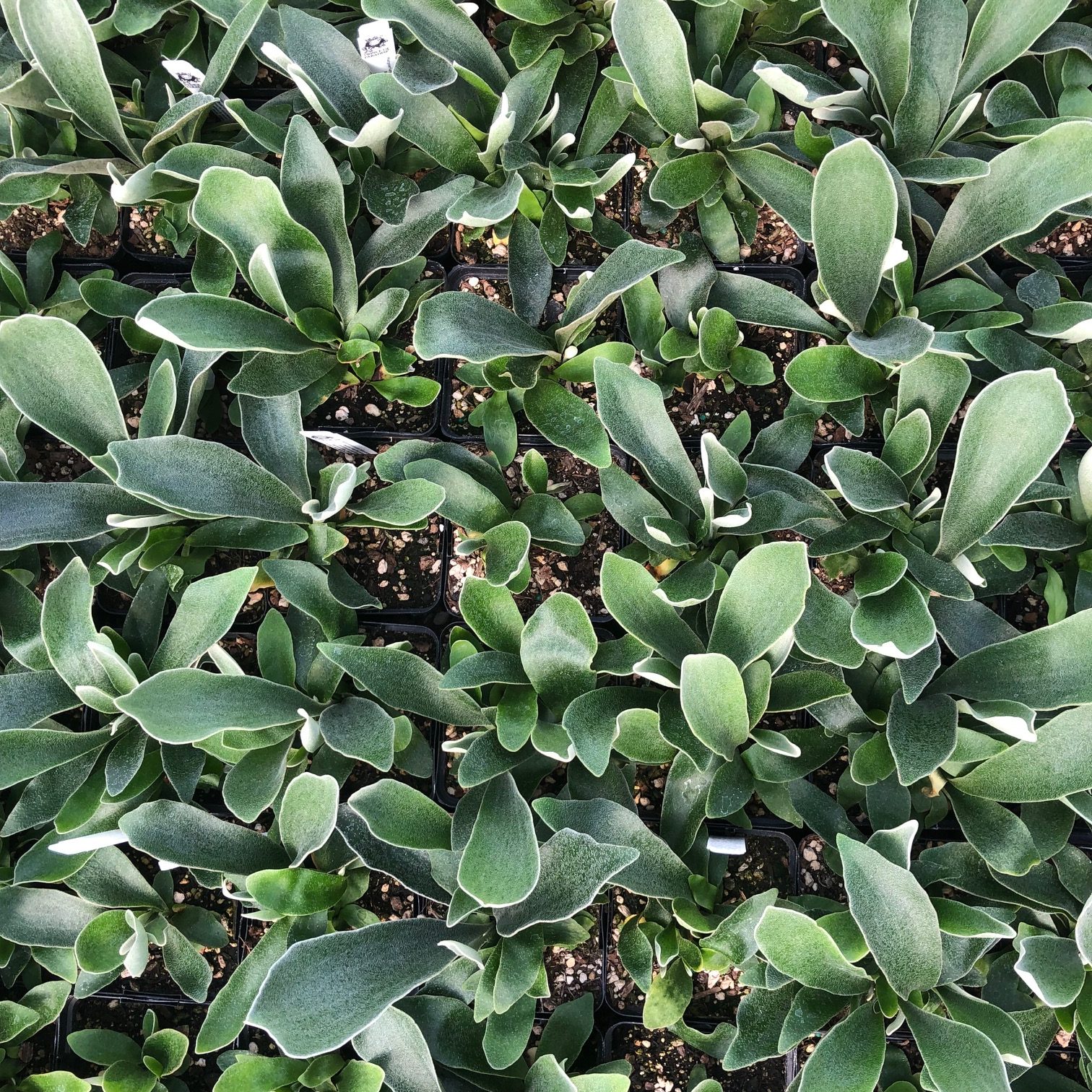 Platycerium bifurcatum 'Netherlands' - Staghorn Fern (4.5" Pot) - Image 3