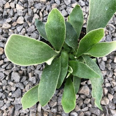 Platycerium bifurcatum 'Netherlands' - Staghorn Fern (4.5" Pot)