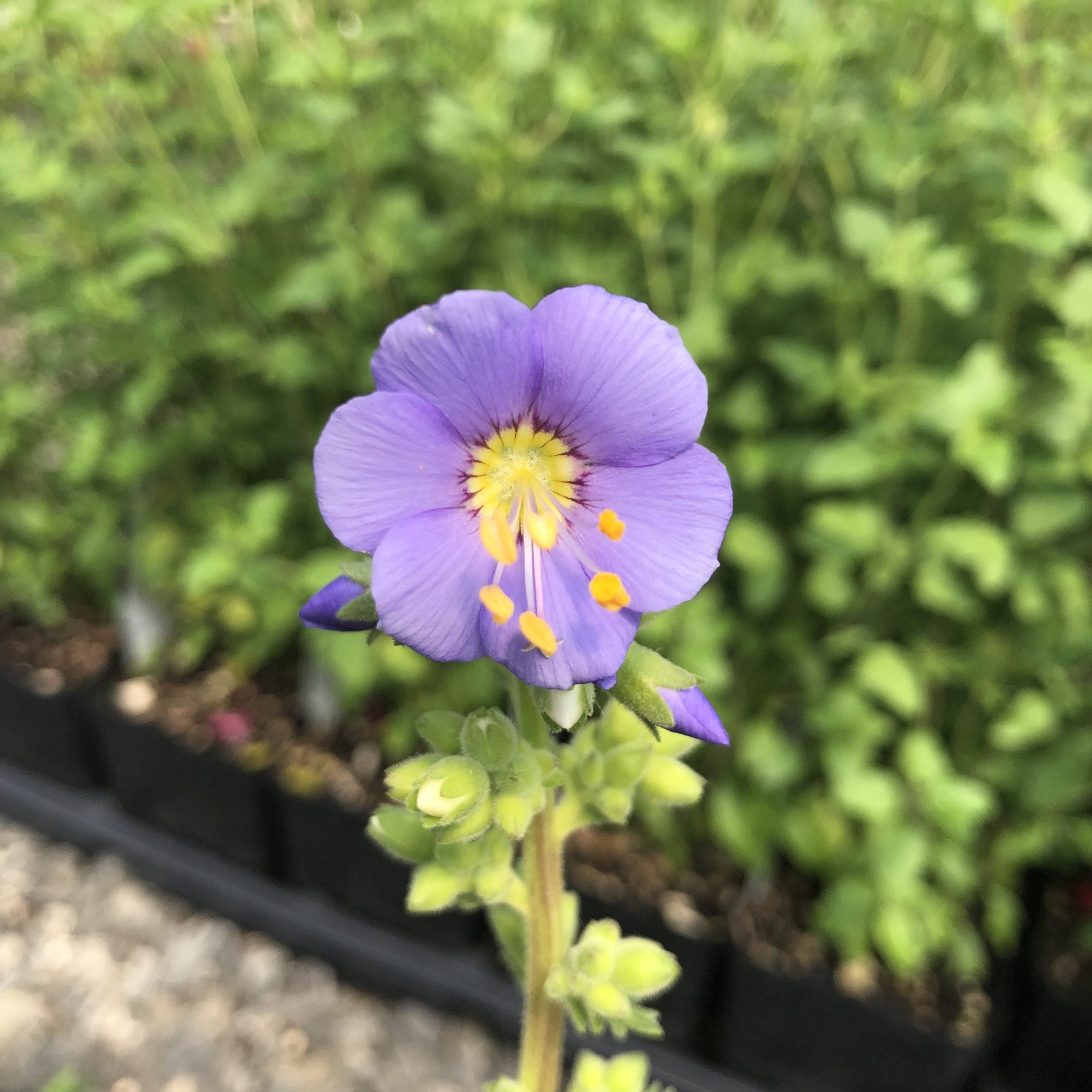 Polemonium boreale 'Heavenly Habit' - Jacob's Ladder (4" Pot) - Image 2