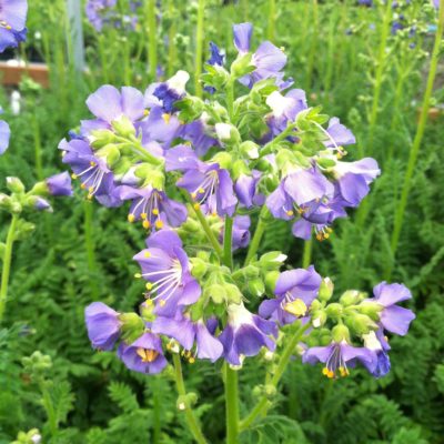 Polemonium boreale 'Heavenly Habit' - Jacob's Ladder (4" Pot)