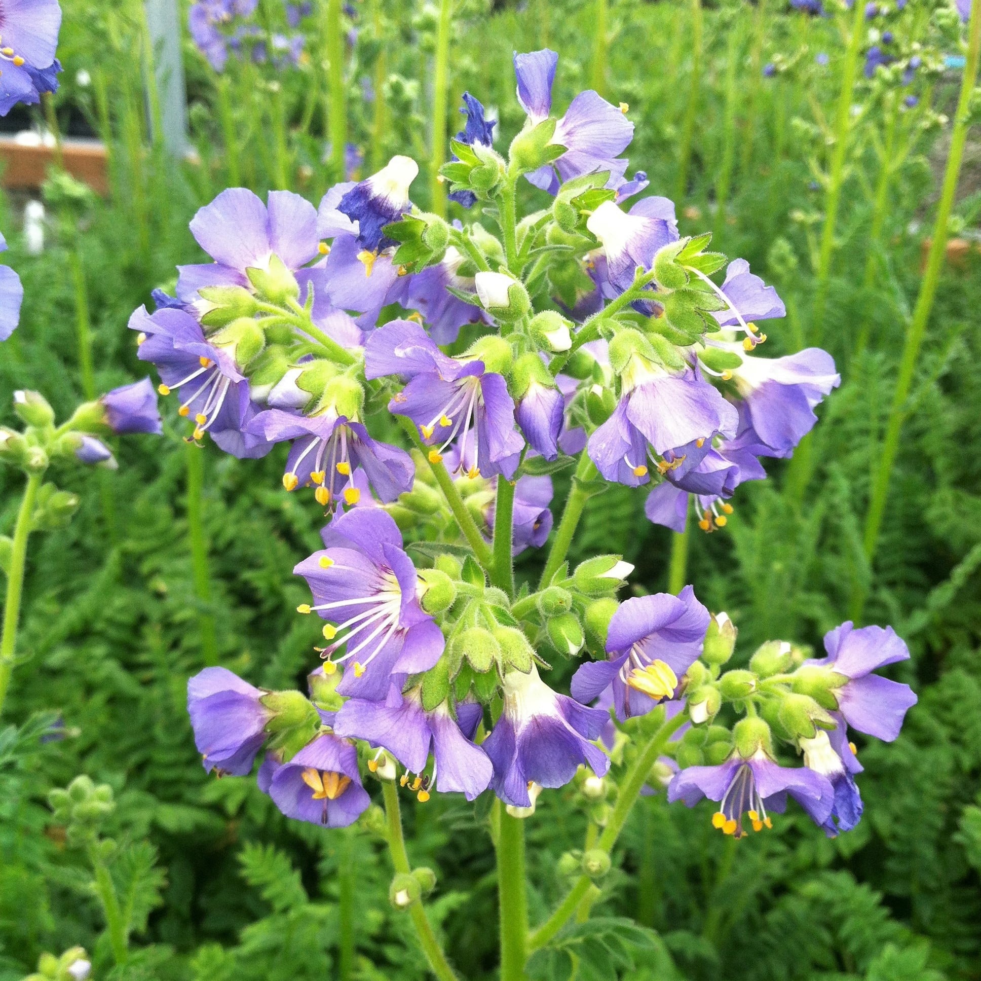 Polemonium boreale 'Heavenly Habit' - Jacob's Ladder (4" Pot)