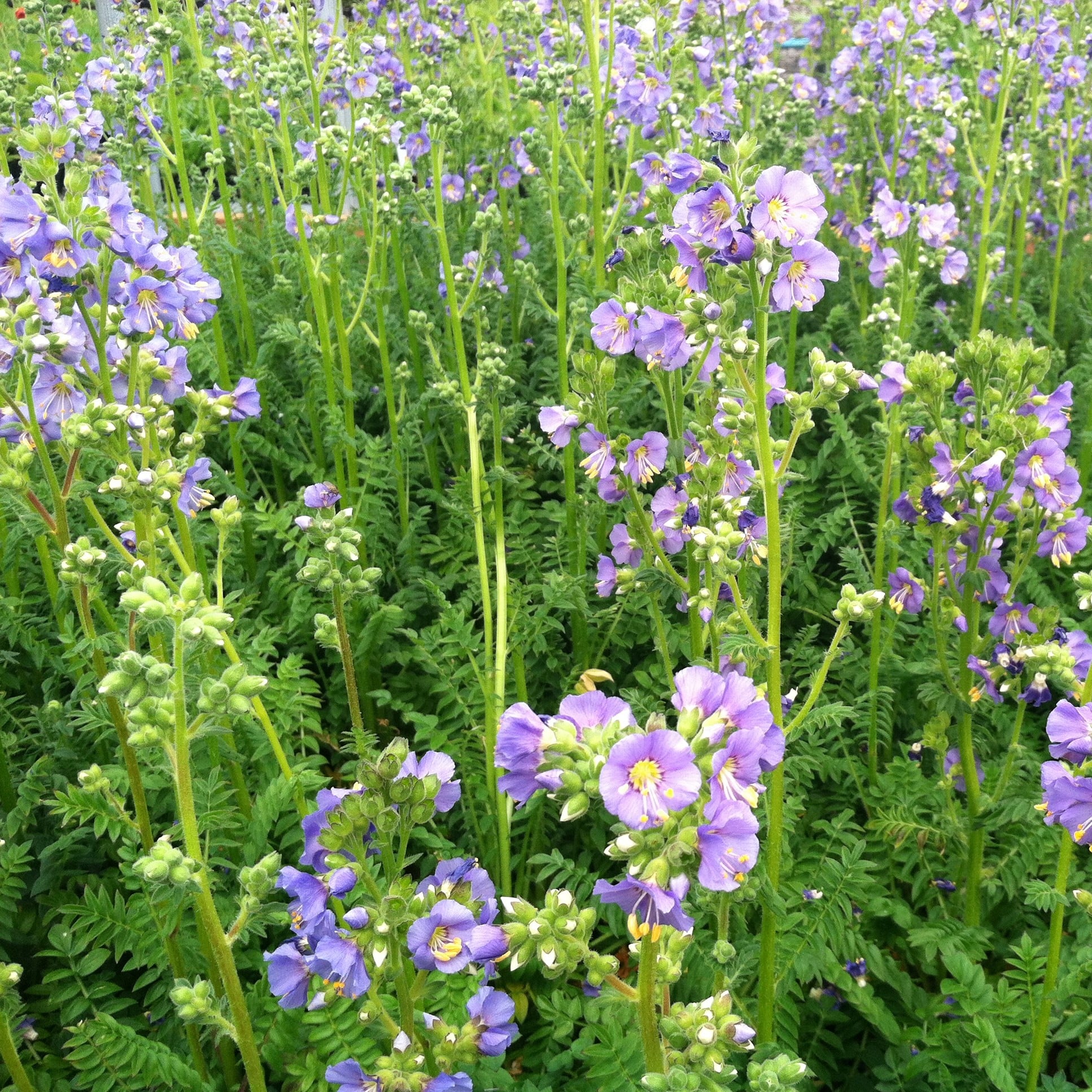 Polemonium boreale 'Heavenly Habit' - Jacob's Ladder (4" Pot) - Image 3