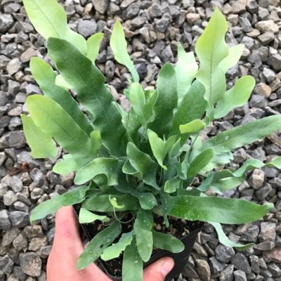 Polypodium aureum 'Blue Star' - Bear's Paw Fern (4.5" Pot)
