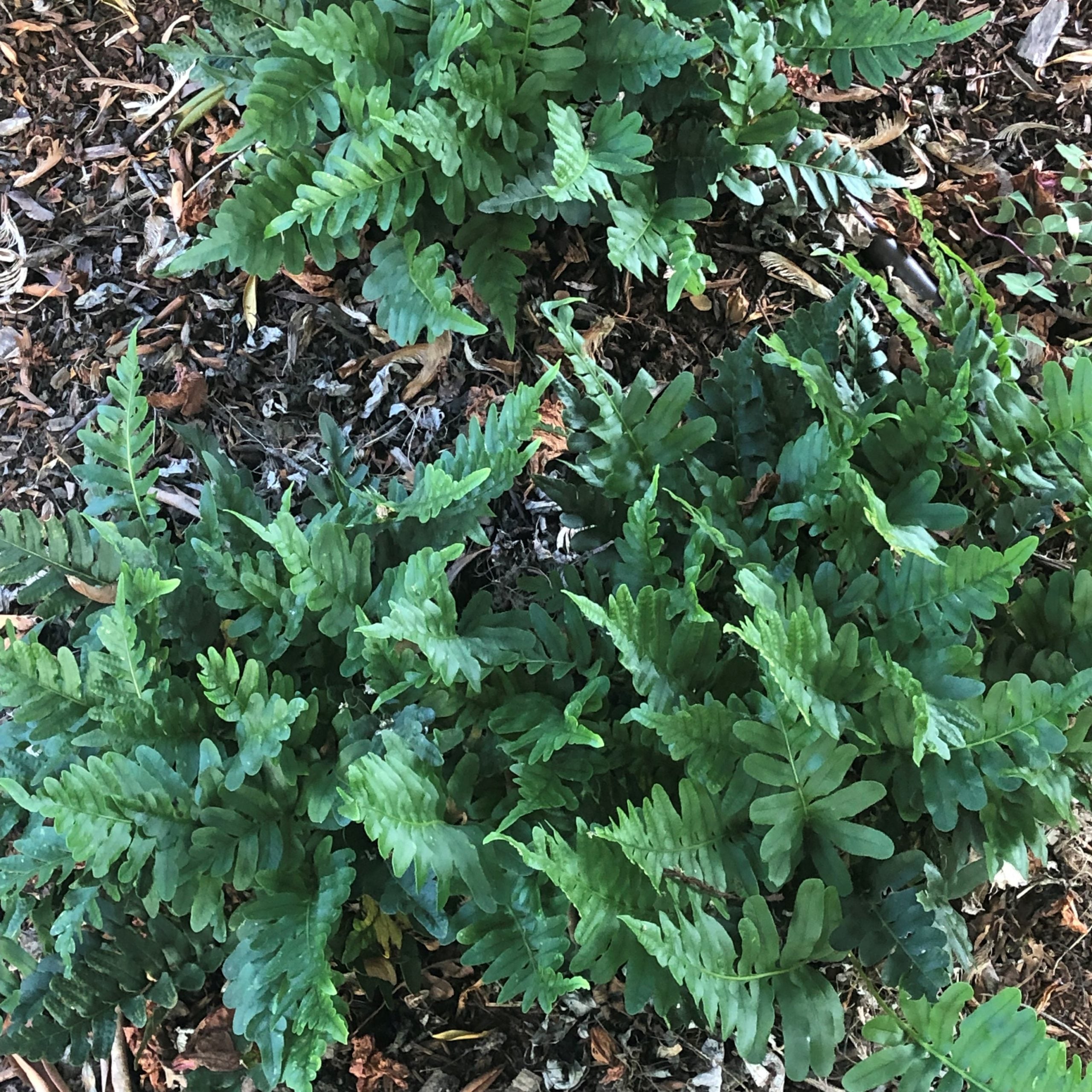 Polypodium-scouleri-Landscape-