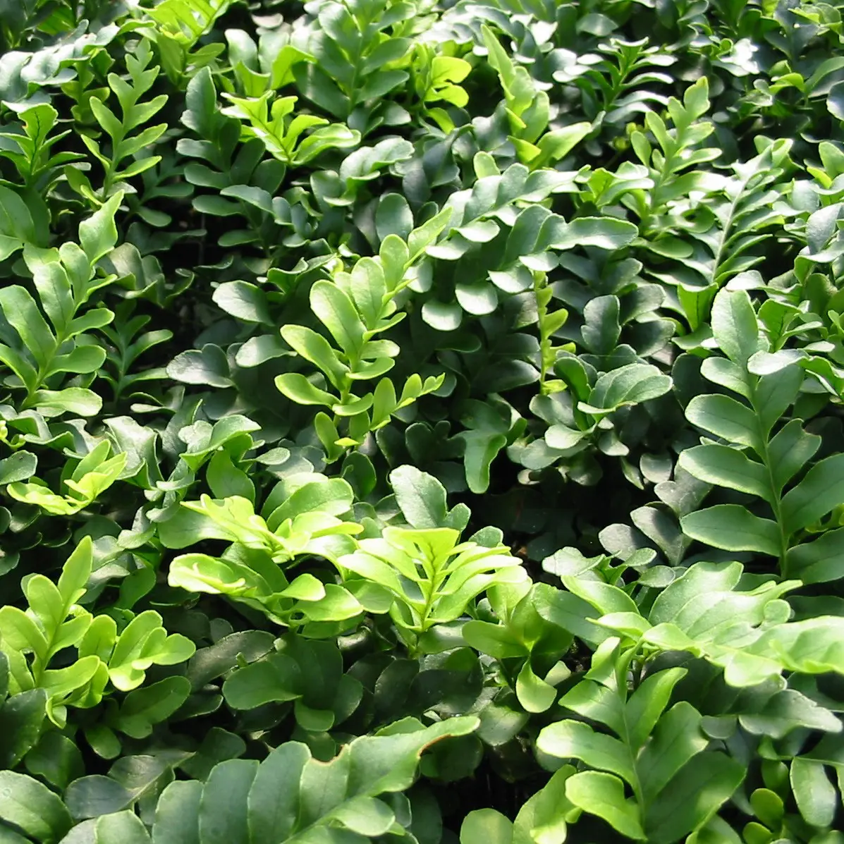 Polypodium-scouleri.jpg.webp