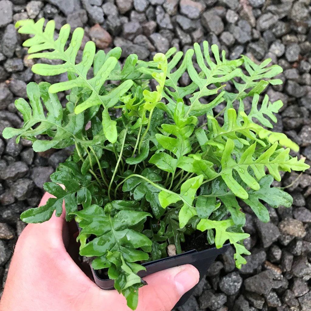 Polypodium-vulgare-AUGUST2-