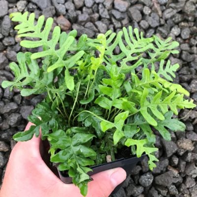 Polypodium vulgare - Common Polypody (3.5" Pot)