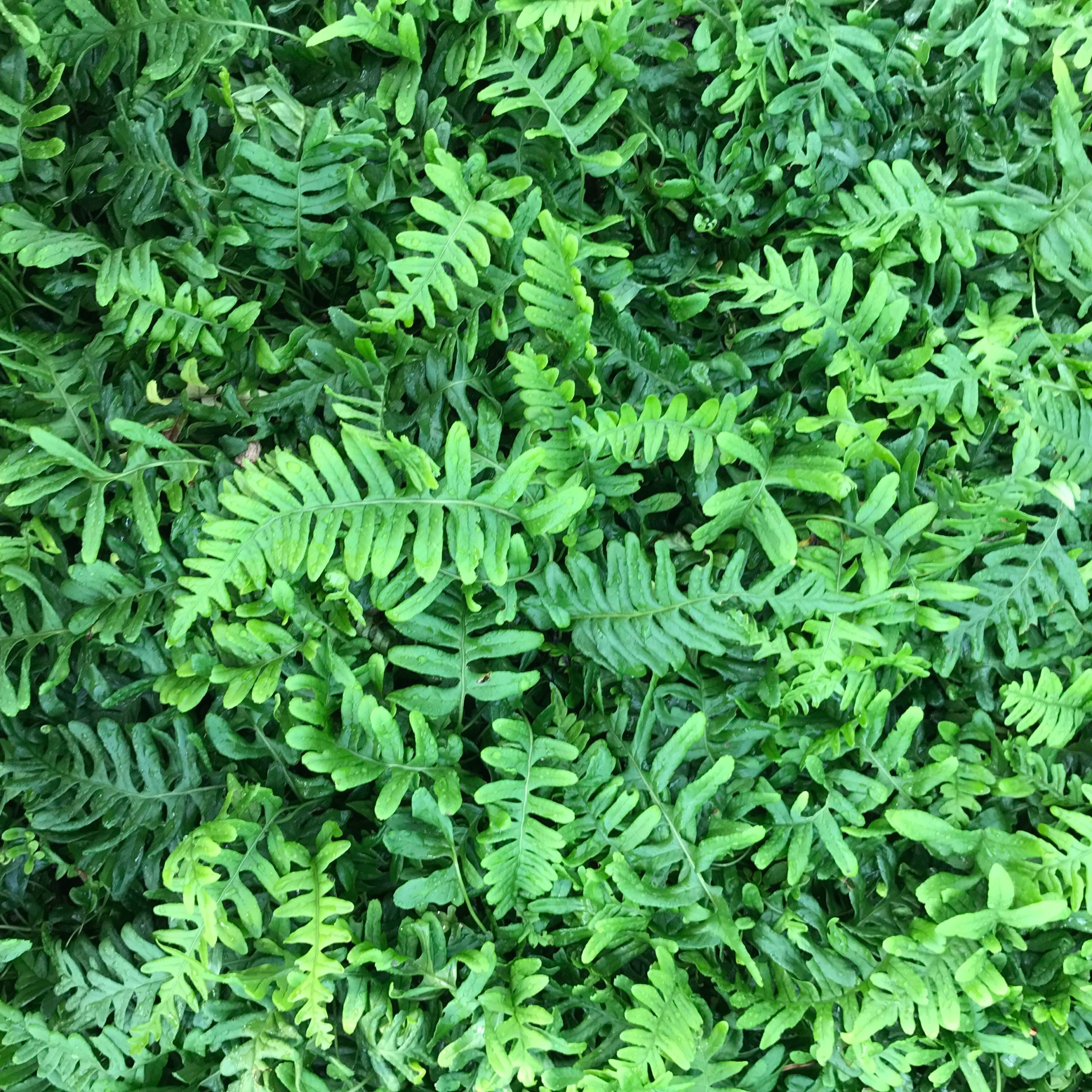 Polypodium vulgare - Common Polypody (3.5" Pot) - Image 4