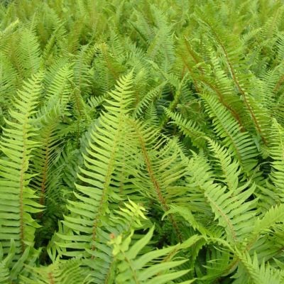 Polystichum munitum - Sword Fern (3.5" Pot)