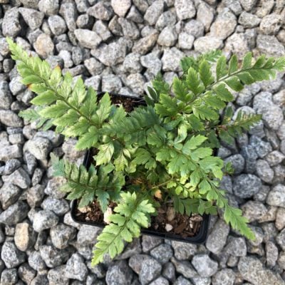 Polystichum neolobatum - Asian Saber Fern (3.5" Pot)