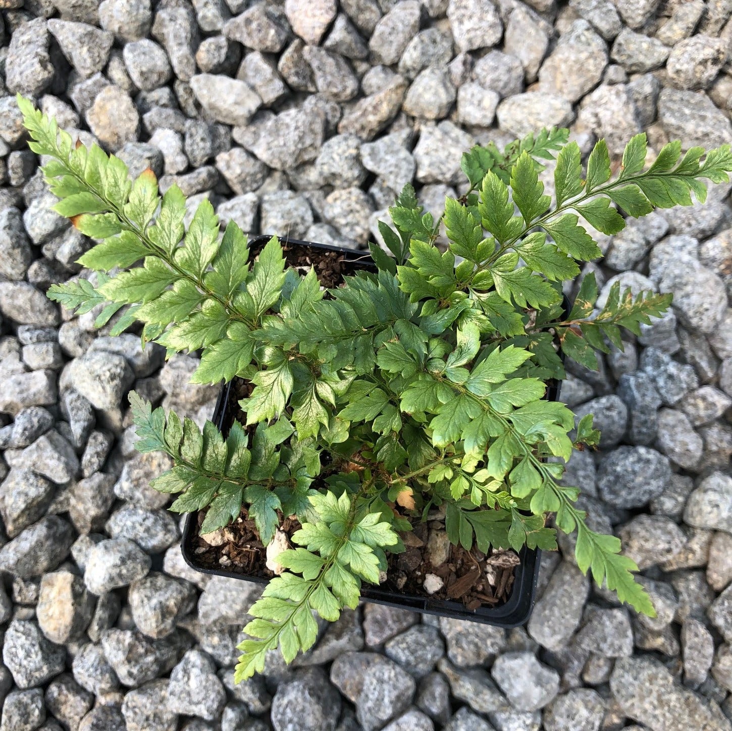 Polystichum neolobatum - Asian Saber Fern (3.5" Pot)
