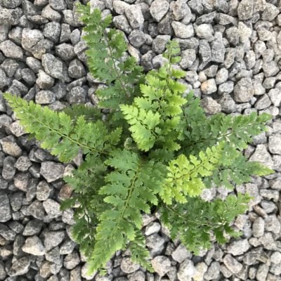 Polystichum setiferum 'Bevis' - Soft Shield Fern (3.5" Pot)