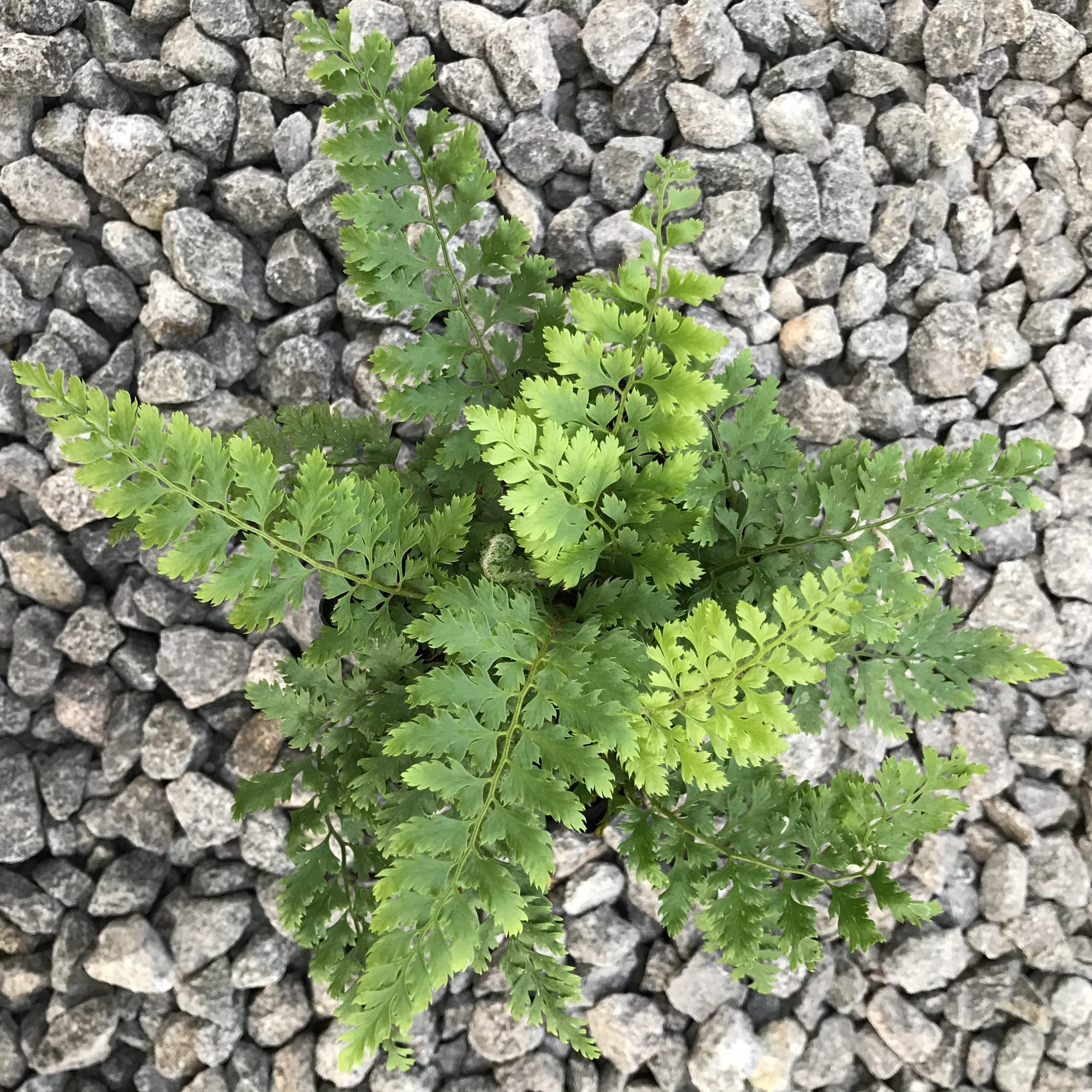 Polystichum setiferum 'Bevis' - Soft Shield Fern (3.5" Pot)
