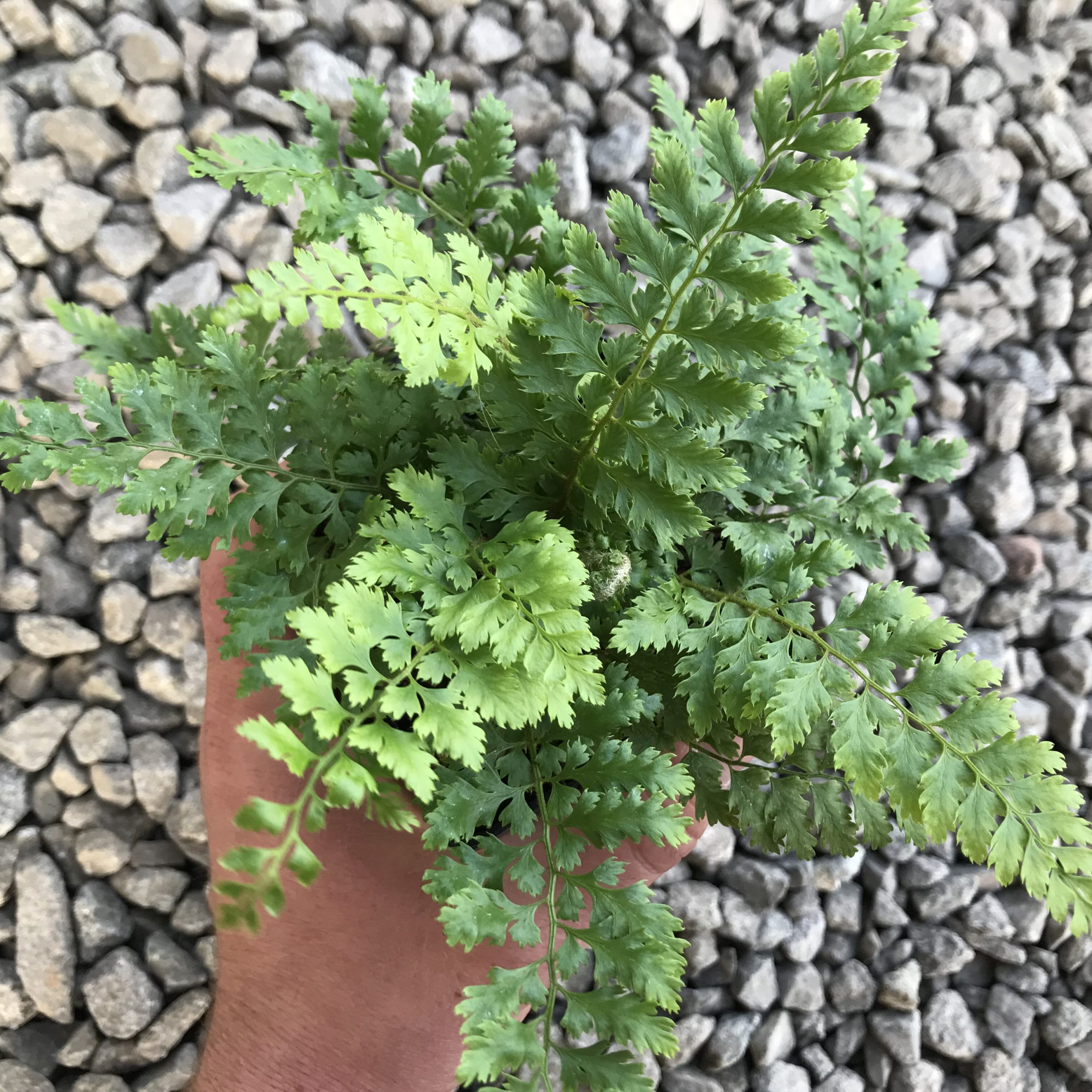 Polystichum setiferum 'Bevis' - Soft Shield Fern (3.5" Pot) - Image 2