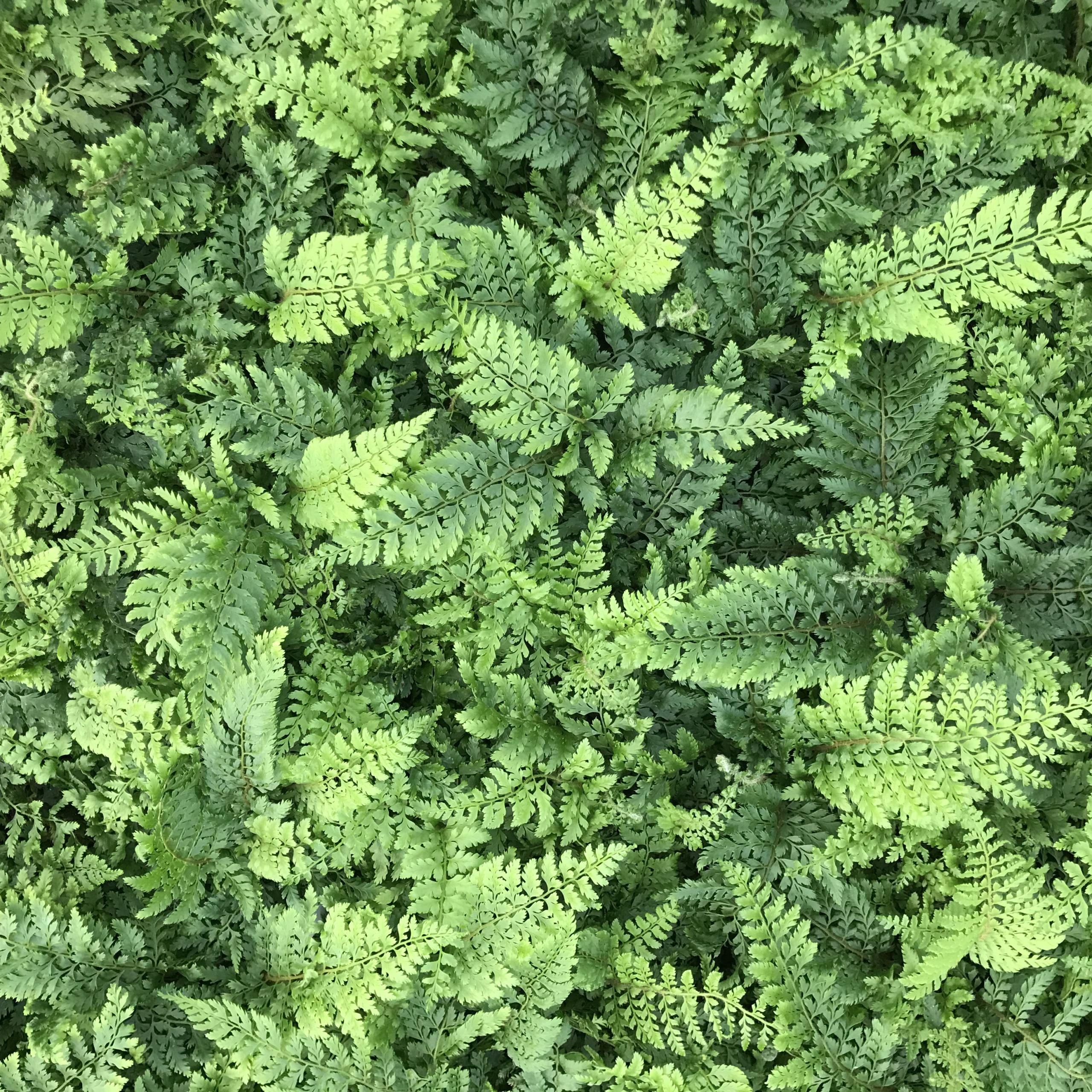 Polystichum setiferum 'Bevis' - Soft Shield Fern (3.5" Pot) - Image 3