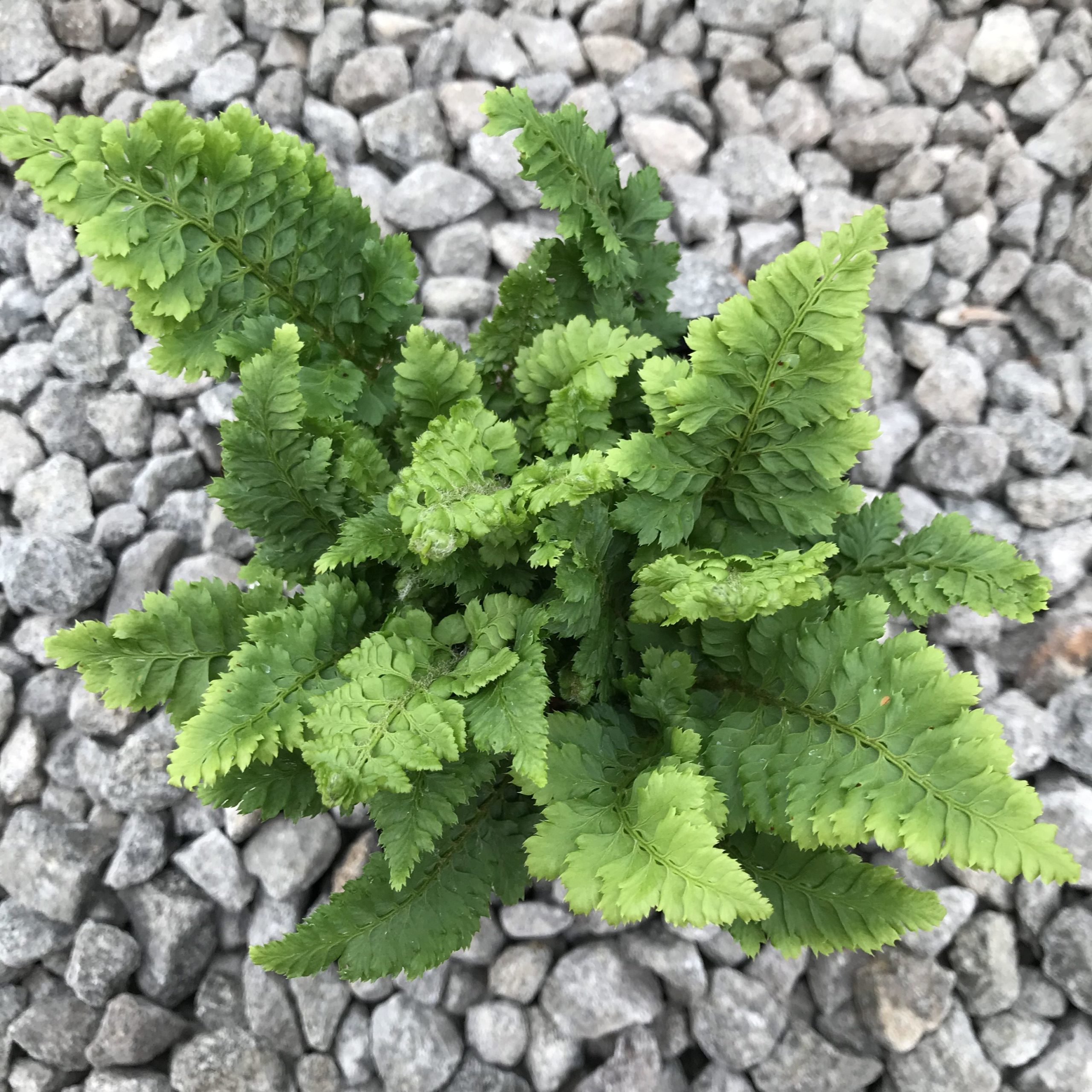 Polystichum setiferum 'Congestum' - Soft Shield Fern (3.5" Pot) - Image 2