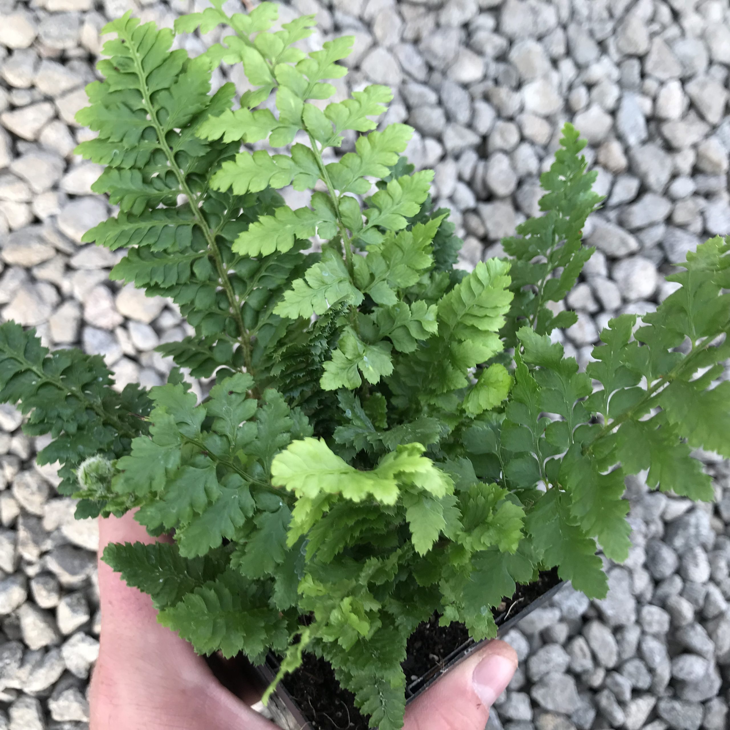 Polystichum setiferum 'Congestum' - Soft Shield Fern (3.5" Pot) - Image 3