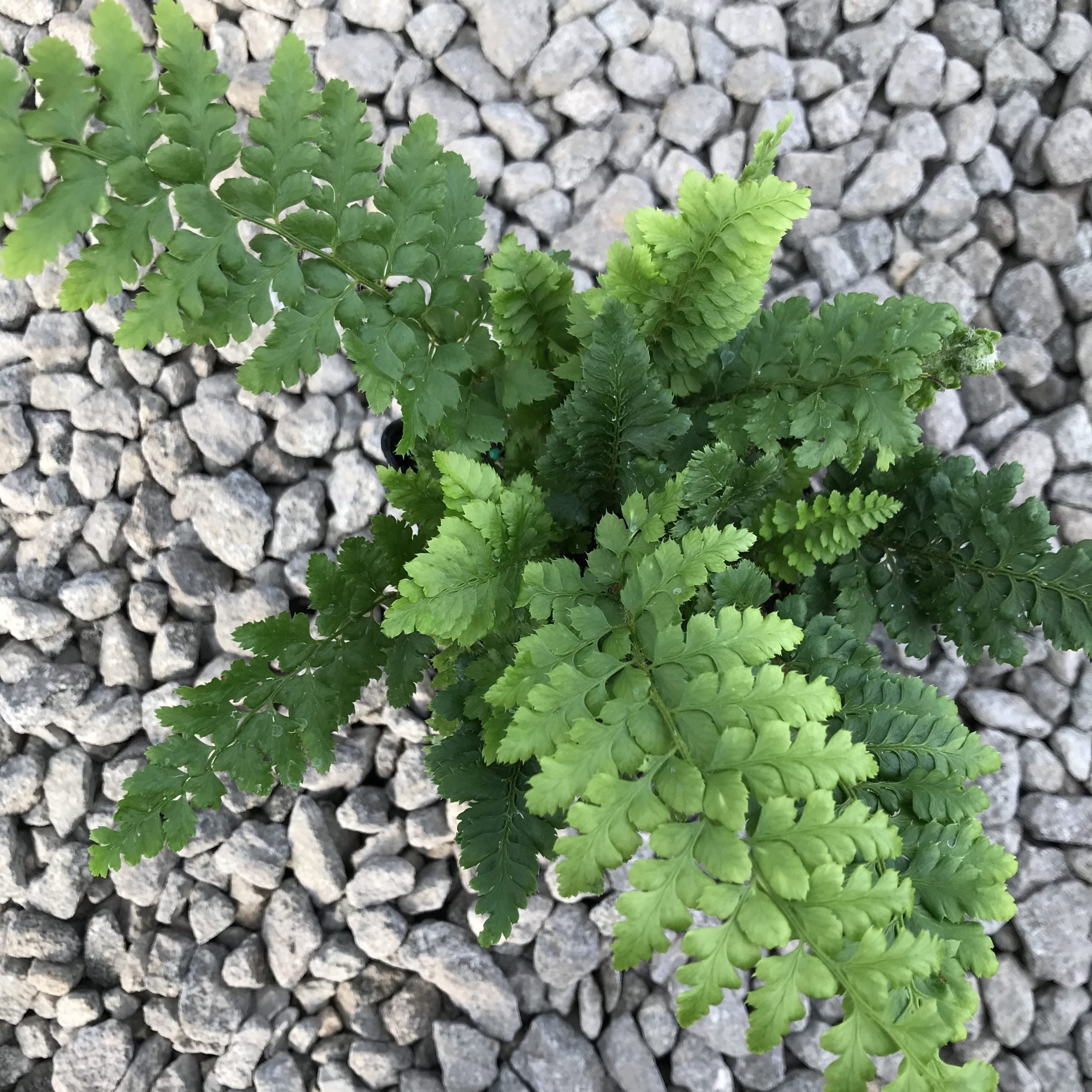 Polystichum setiferum 'Congestum' - Soft Shield Fern (3.5" Pot) - Image 4