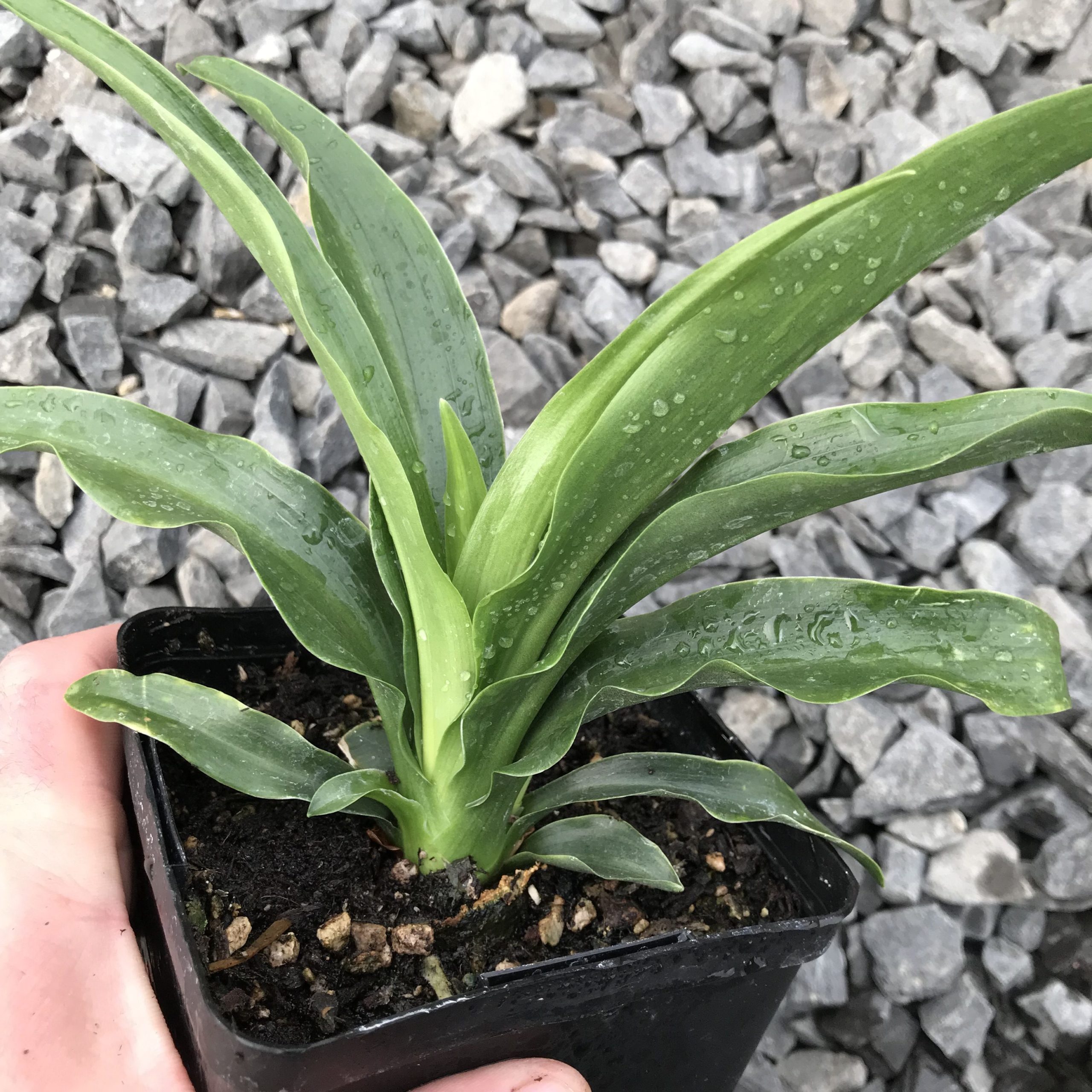Rohdea japonica - Sacred Lily (4.5" Pot)