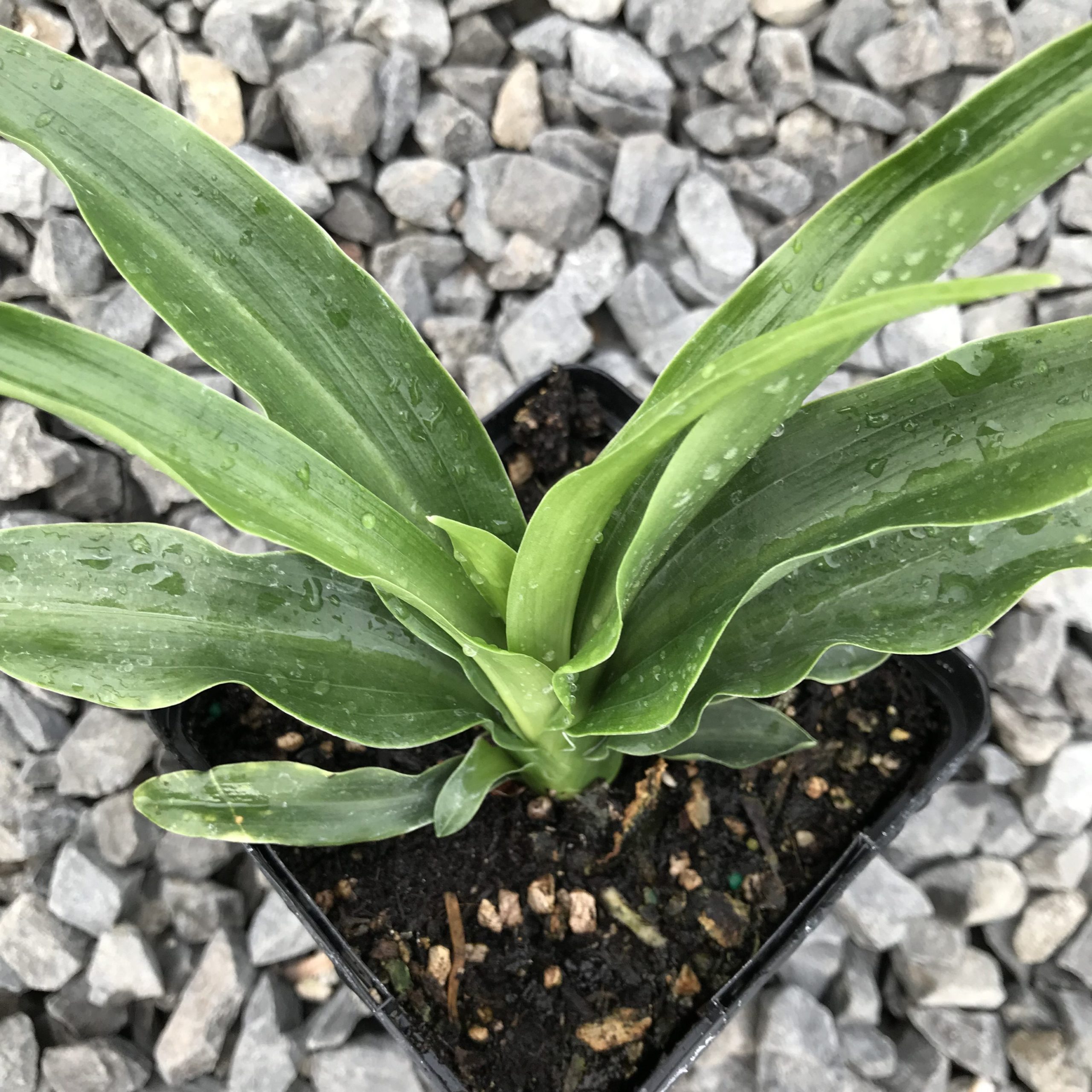 Rohdea japonica - Sacred Lily (4.5" Pot) - Image 3