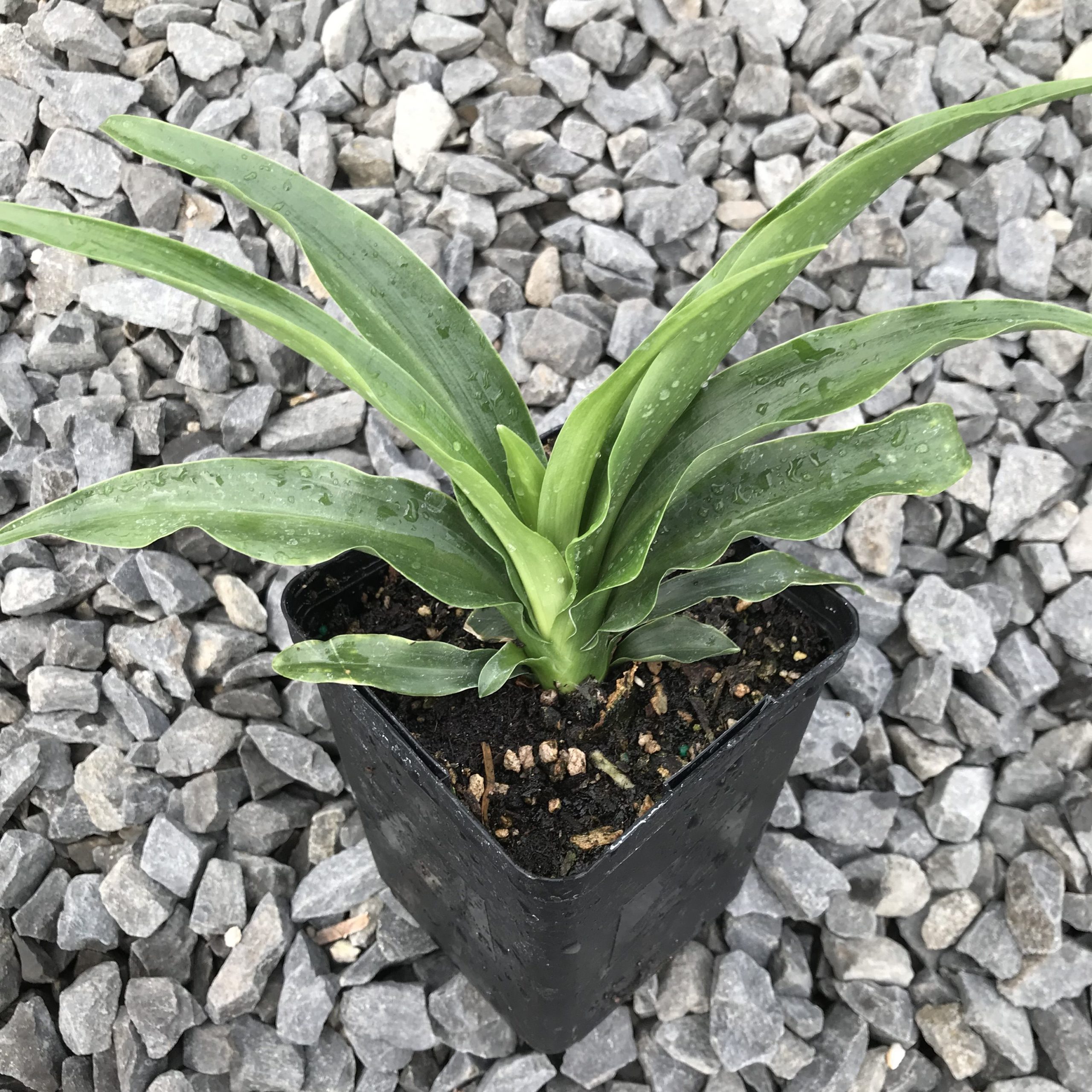 Rohdea japonica - Sacred Lily (4.5" Pot) - Image 2