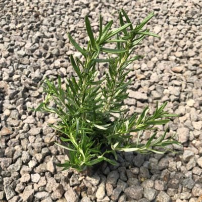 Rosmarinus officinalis 'Tuscan Blue' - Rosemary (3.5" Pot)
