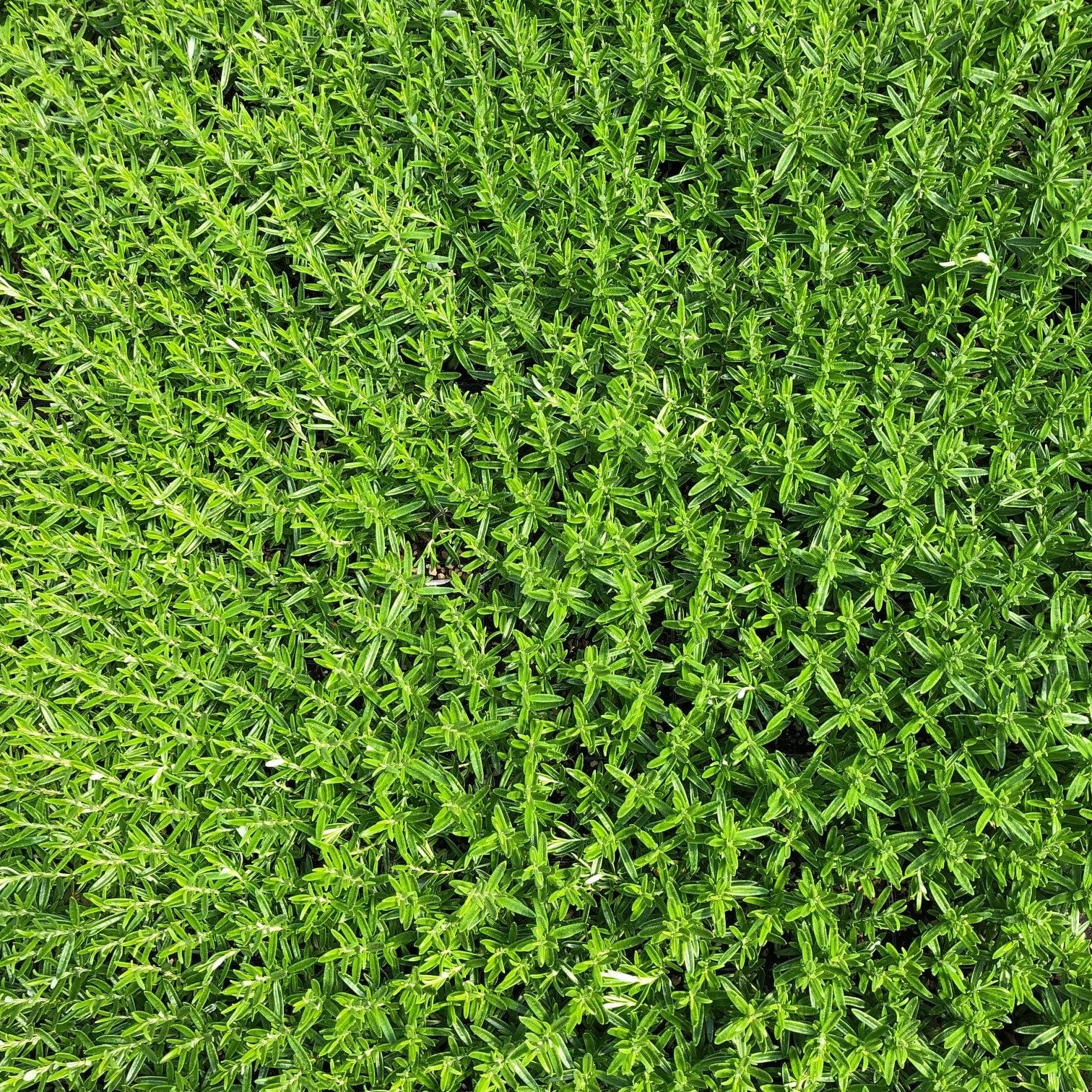 Rosmarinus officinalis 'Spice Island' - Rosemary (3.5" Pot) - Image 8