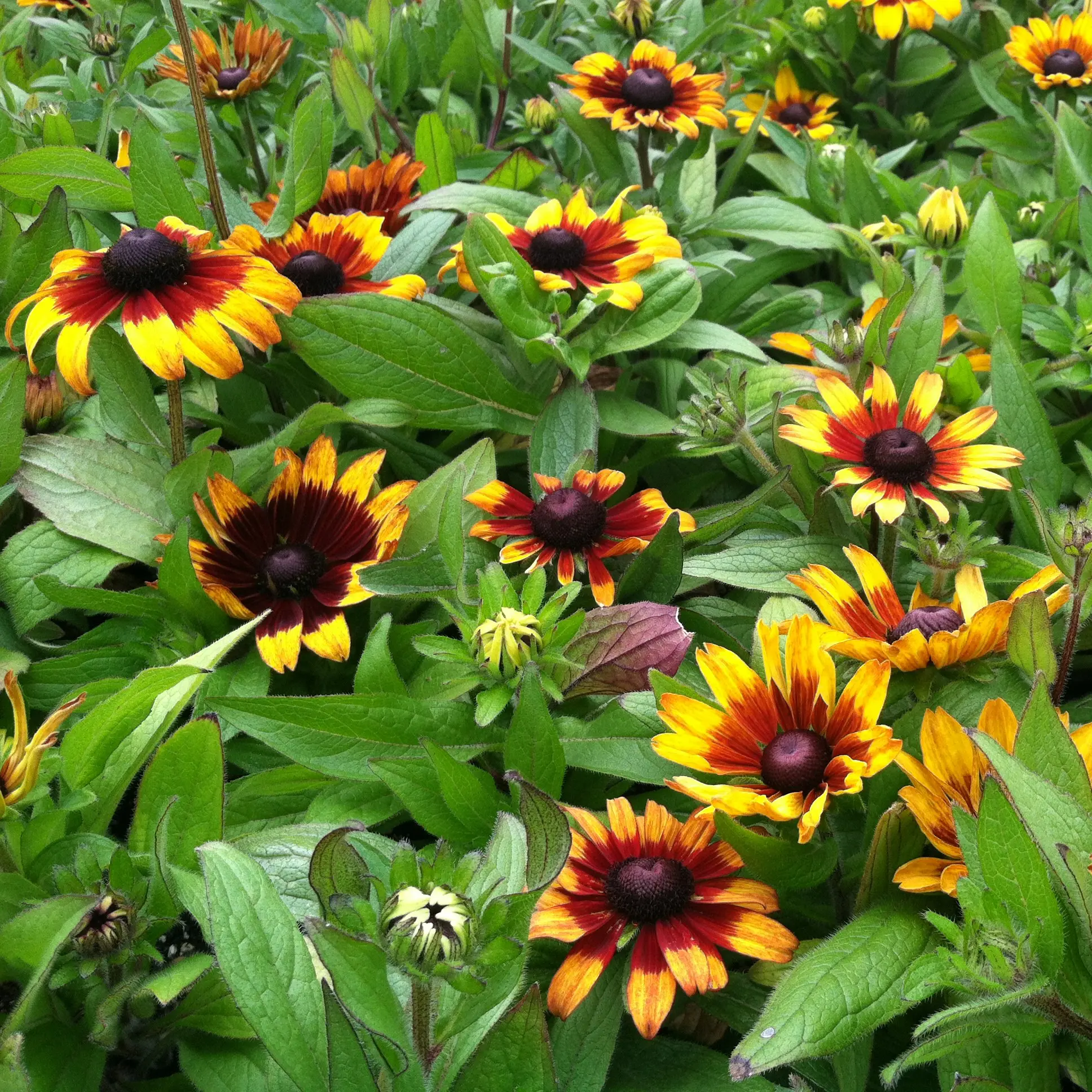 Rudbeckia hirta 'Becky Cinnamon Bicolor' - Coneflower (4