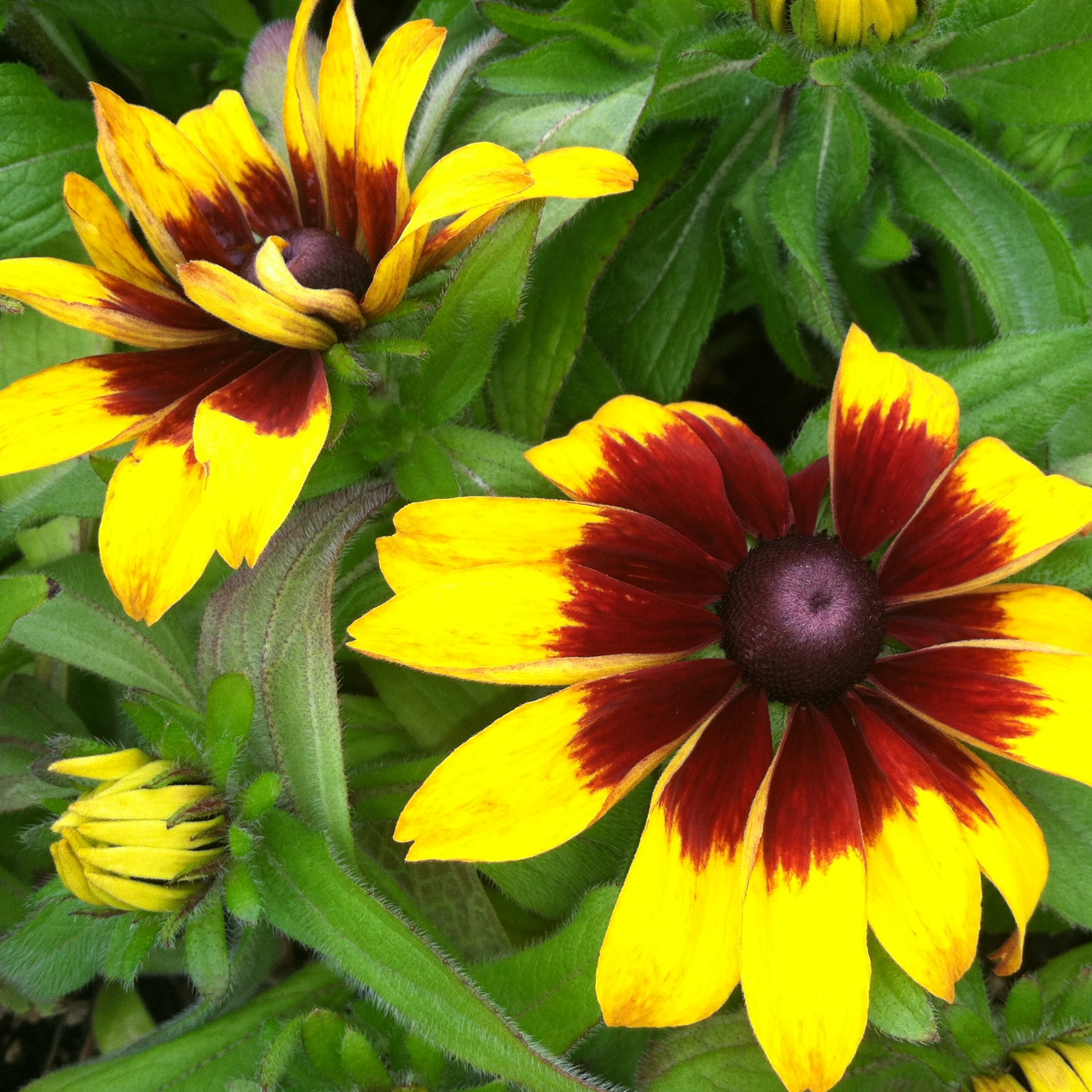 Rudbeckia hirta 'Becky Cinnamon Bicolor' - Coneflower (4" Pot) - Image 2