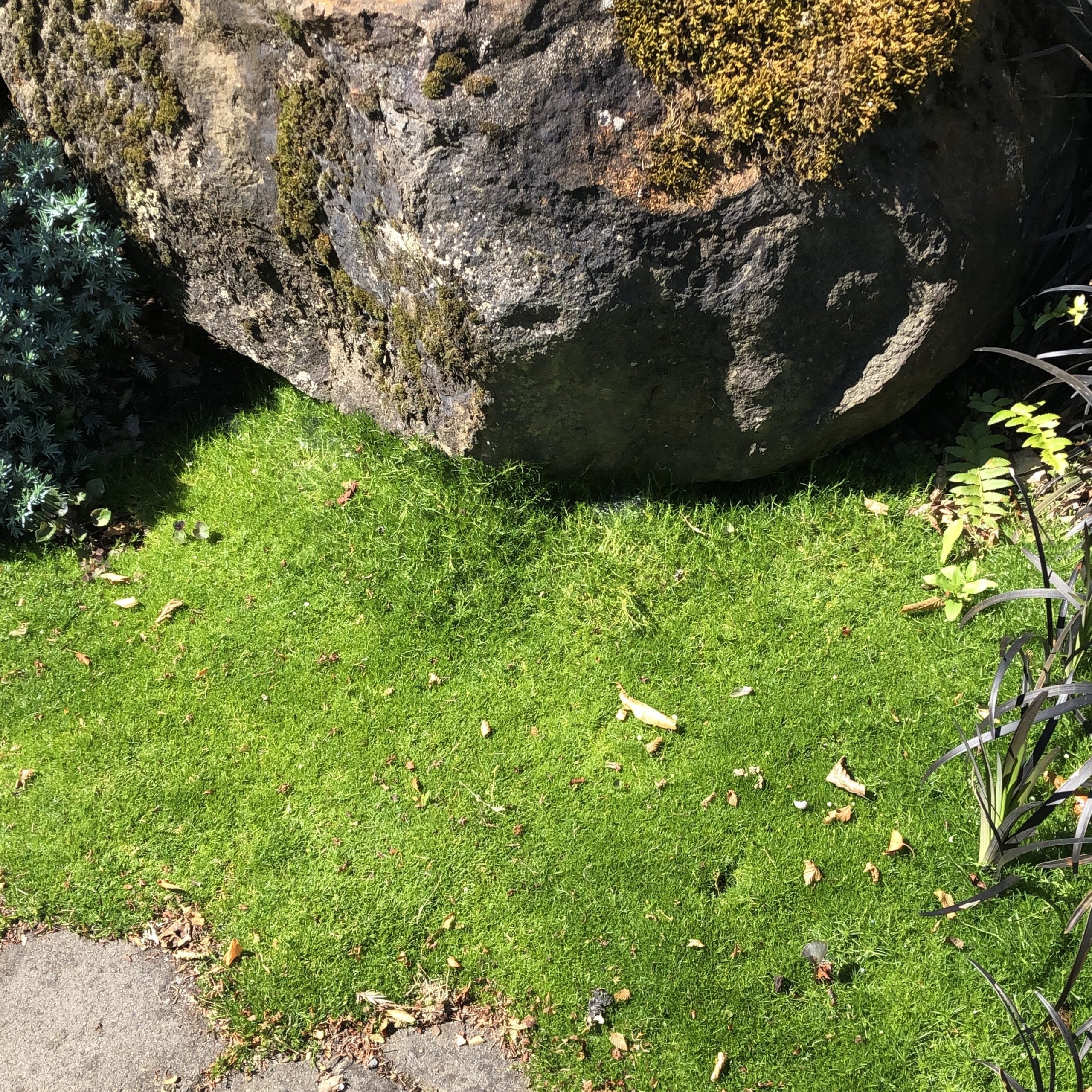 Sagina subulata - Irish Moss (3.5" Pot) - Image 4