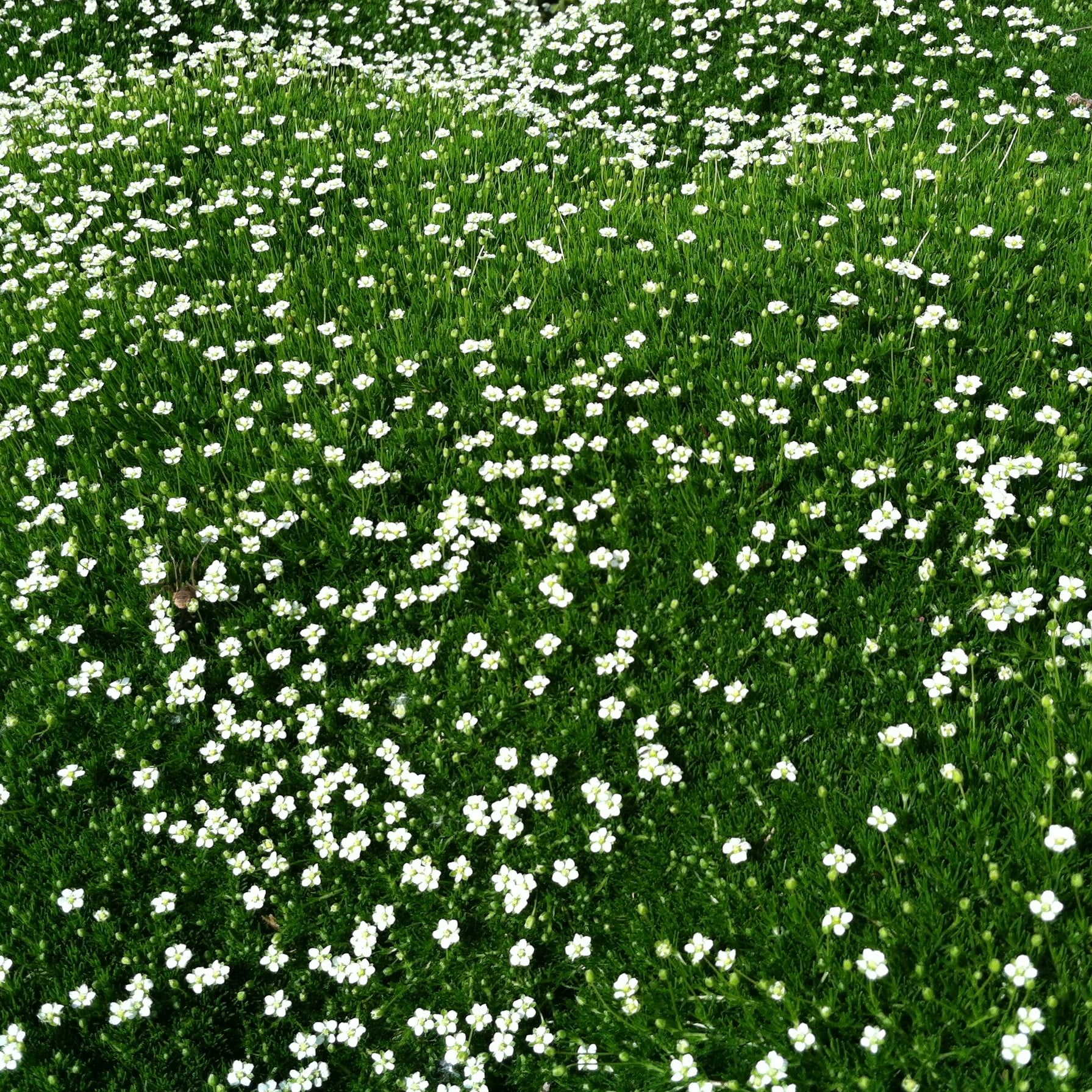 Sagina subulata - Irish Moss (3.5" Pot) - Image 5