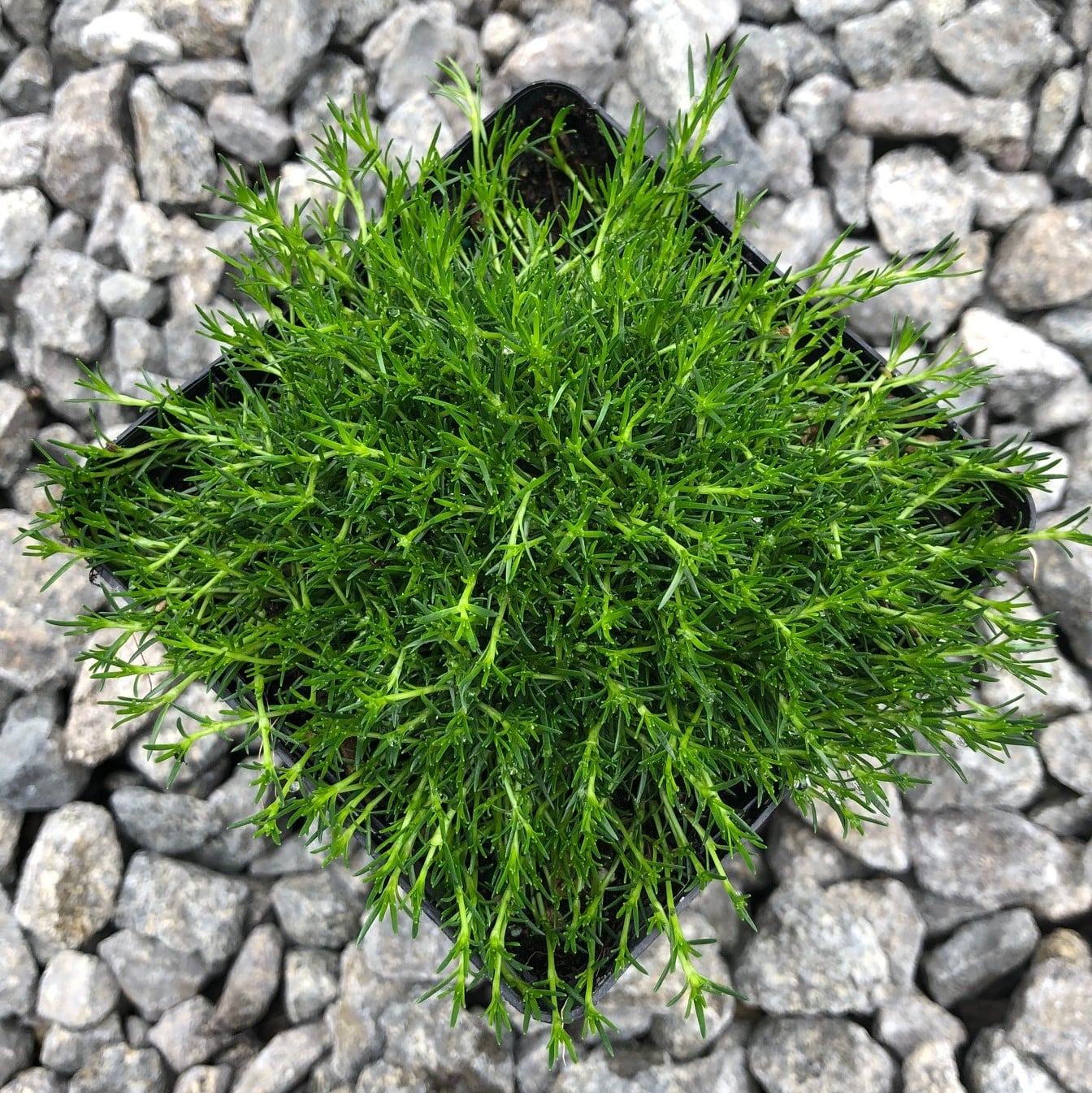 Sagina subulata - Irish Moss (3.5" Pot)