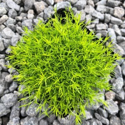 Sagina subulata 'Aurea' - Scotch Moss (3.5" Pot)