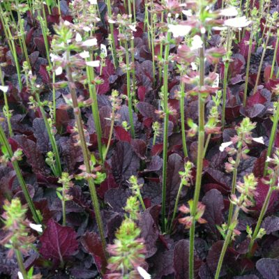 Salvia lyrata 'Purple Volcano' - Lyreleaf Sage (4" Pot)