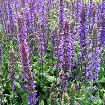 Salvia x superba 'Dwarf Blue Queen' - Meadow Sage (4" Pot)