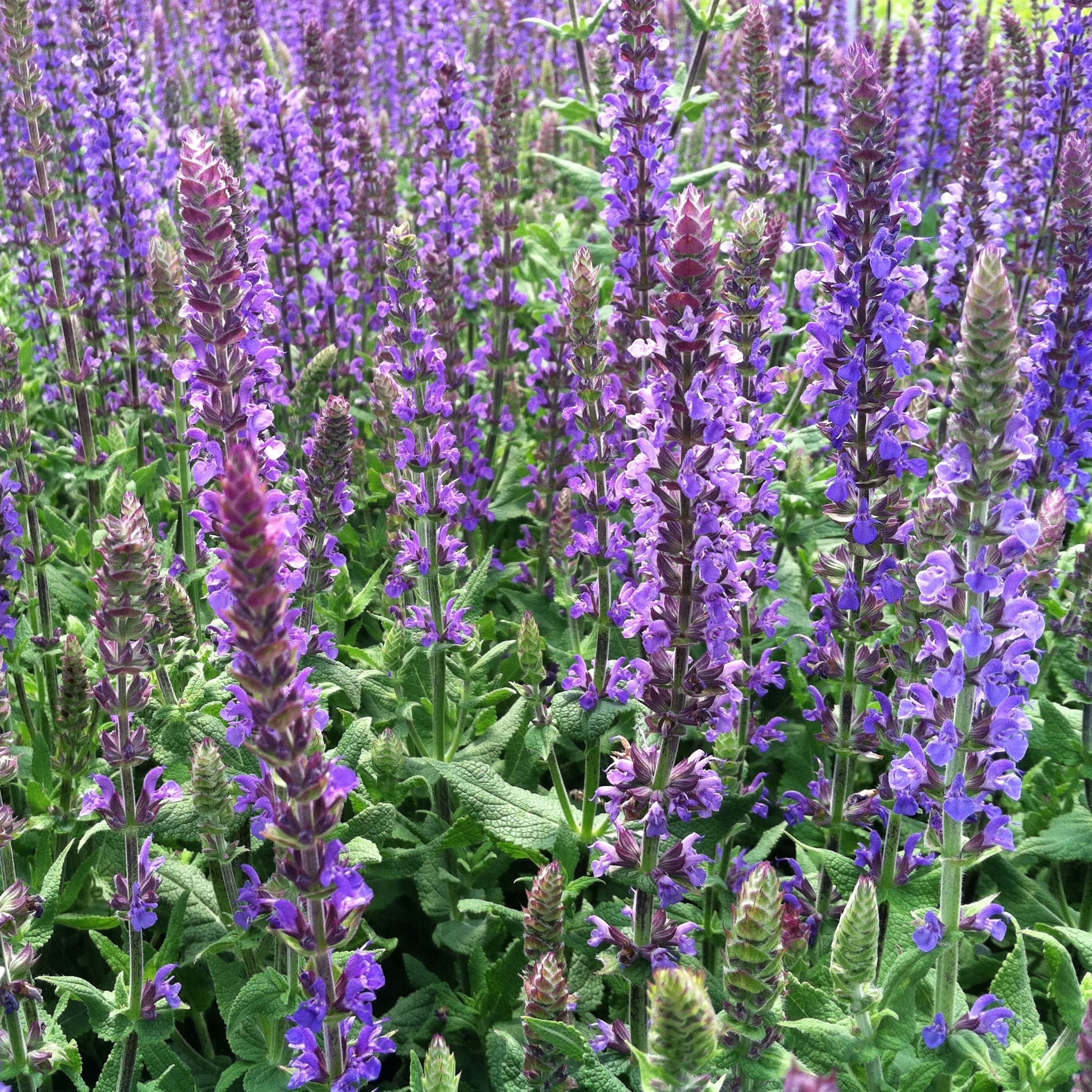 Salvia x superba 'Dwarf Blue Queen' - Meadow Sage (4" Pot) | Little Prince  of Oregon Nursery