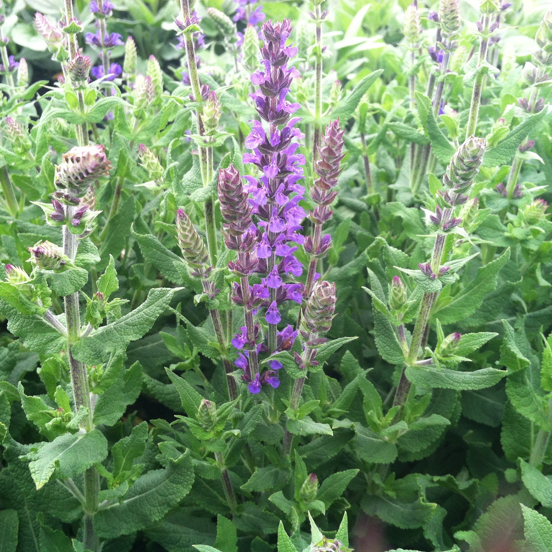 Salvia x superba 'Dwarf Blue Queen' - Meadow Sage (4" Pot) - Image 3