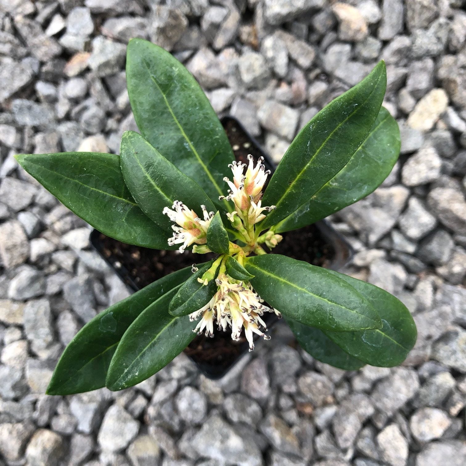 Sarcococca hookeriana var. 'Humilis' - Himalayan Sweet Box (3.5" Pot) - Image 2
