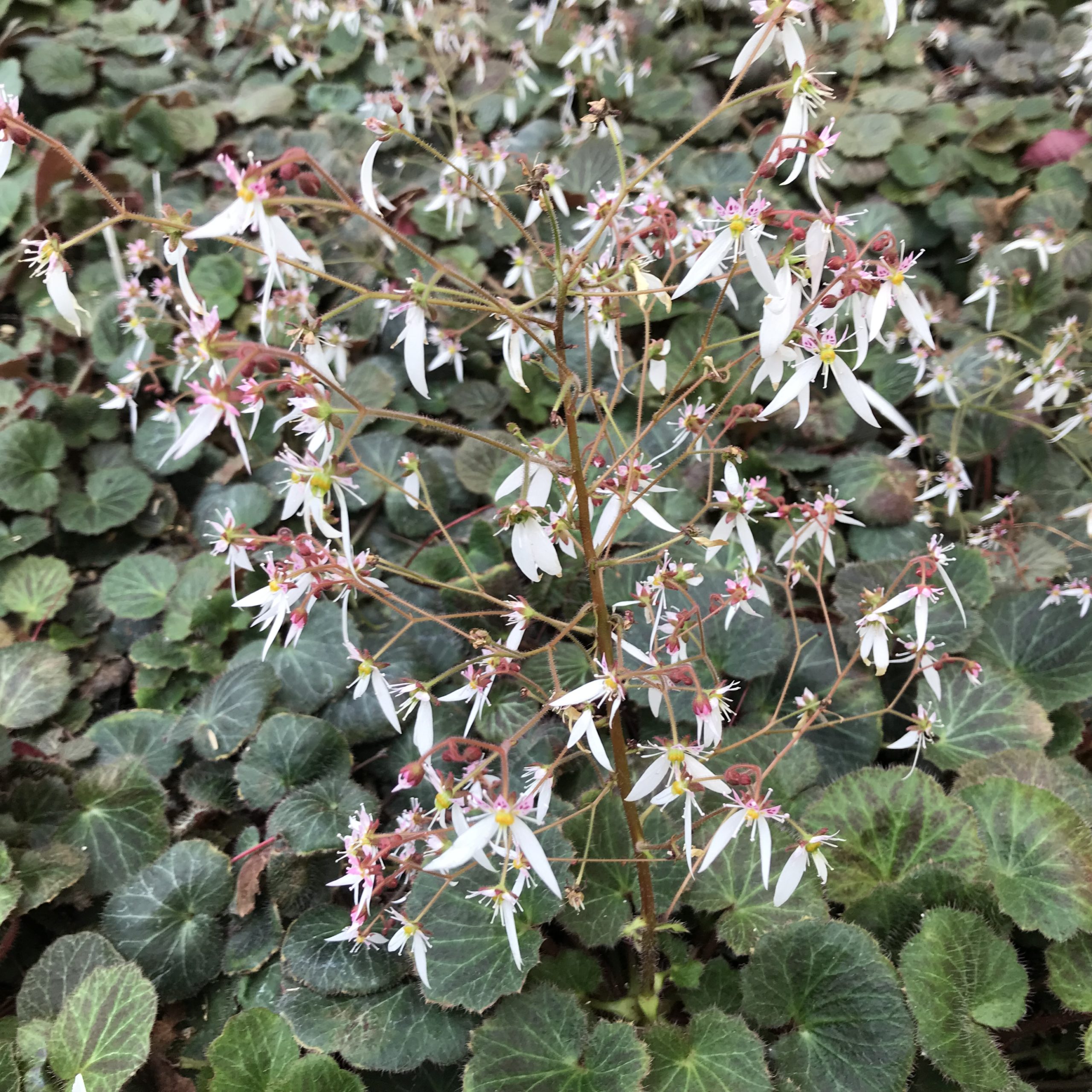 Saxifraga stolonifera - Strawberry Geranium (3.5" Pot) - Image 7